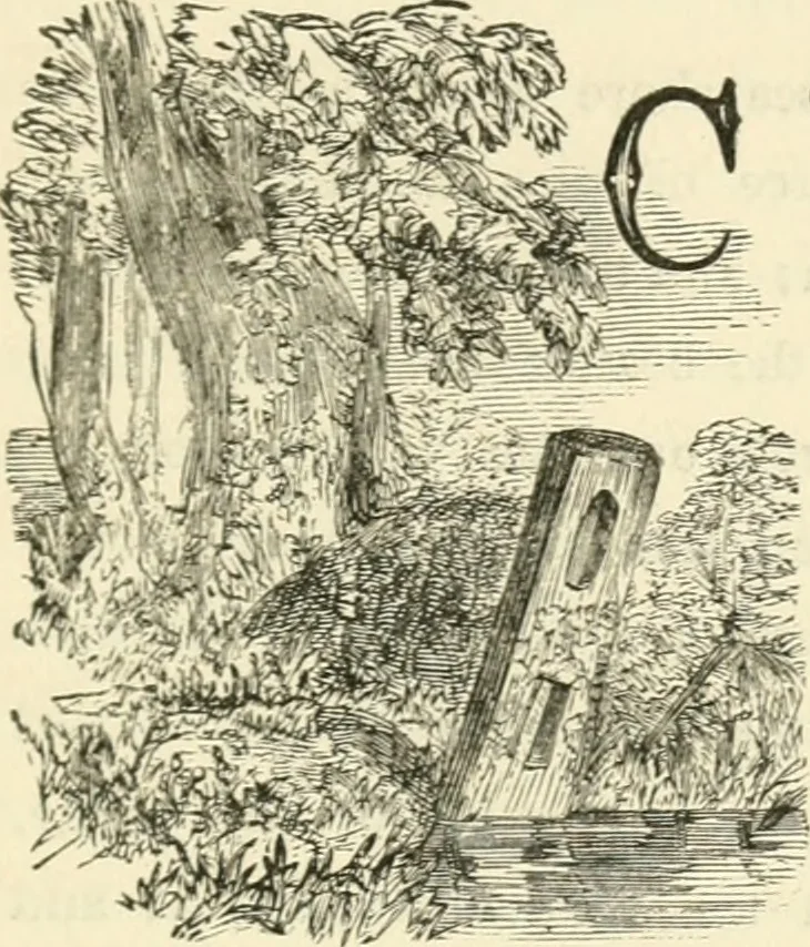 An illustration from Art recreations : being a complete guide to pencil drawing, oil painting ... moss work, papier mache...wax work, shell work...enamel painting, etc., 1871, leaf 298