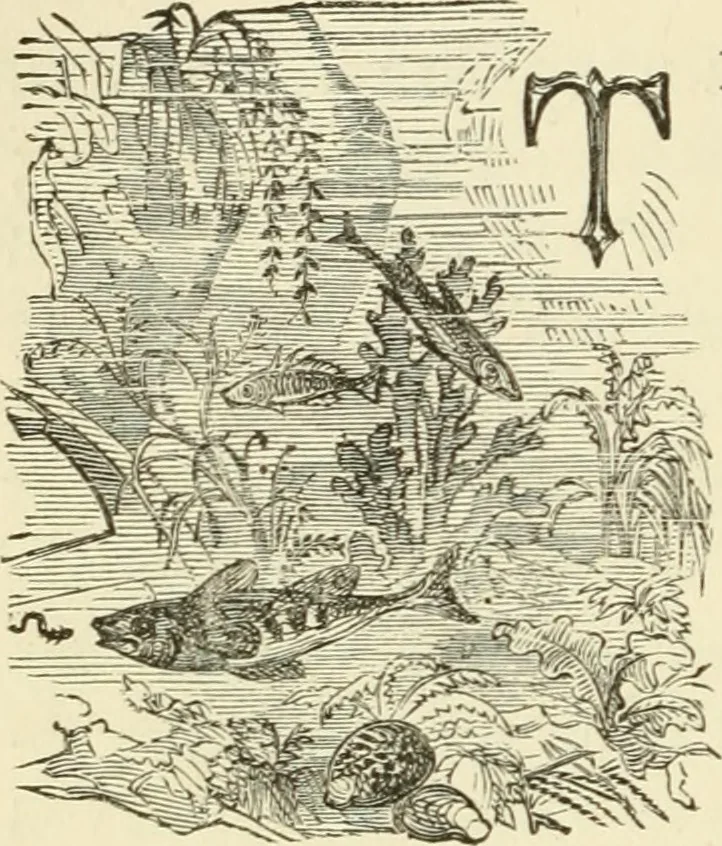 An illustration from Art recreations : being a complete guide to pencil drawing, oil painting ... moss work, papier mache...wax work, shell work...enamel painting, etc., 1871, leaf 299