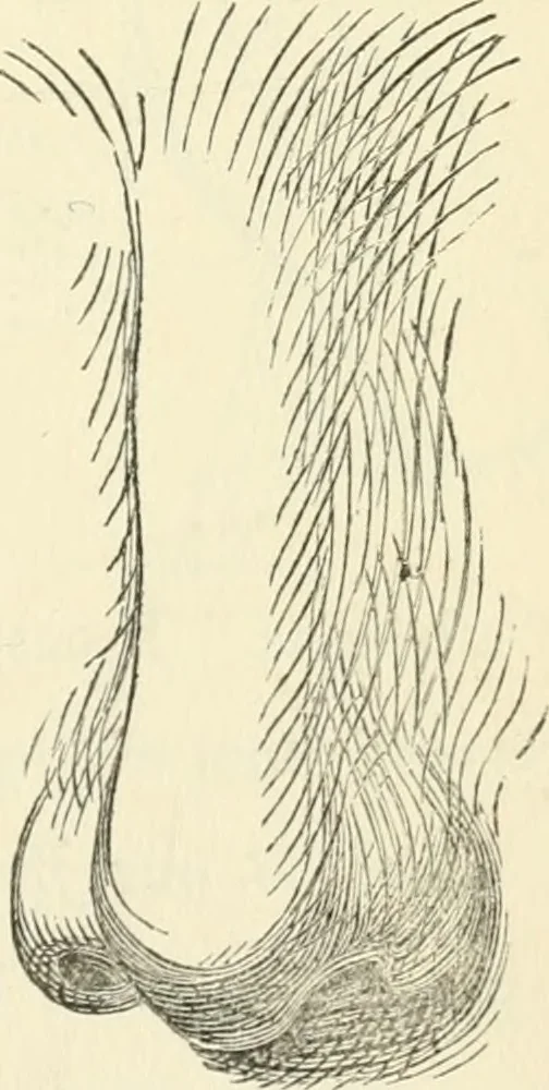 An illustration from Art recreations : being a complete guide to pencil drawing, oil painting ... moss work, papier mache...wax work, shell work...enamel painting, etc., 1871, leaf 30
