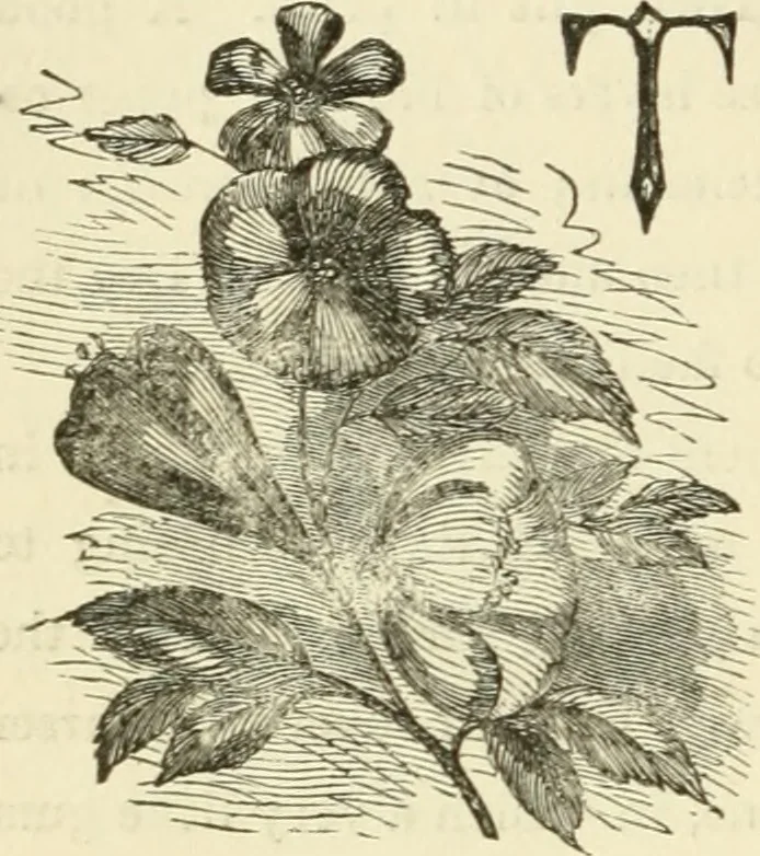 An illustration from Art recreations : being a complete guide to pencil drawing, oil painting ... moss work, papier mache...wax work, shell work...enamel painting, etc., 1871, leaf 301