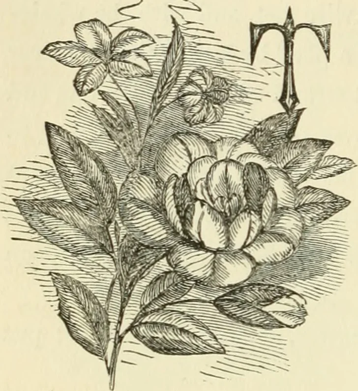 An illustration from Art recreations : being a complete guide to pencil drawing, oil painting ... moss work, papier mache...wax work, shell work...enamel painting, etc., 1871, leaf 303