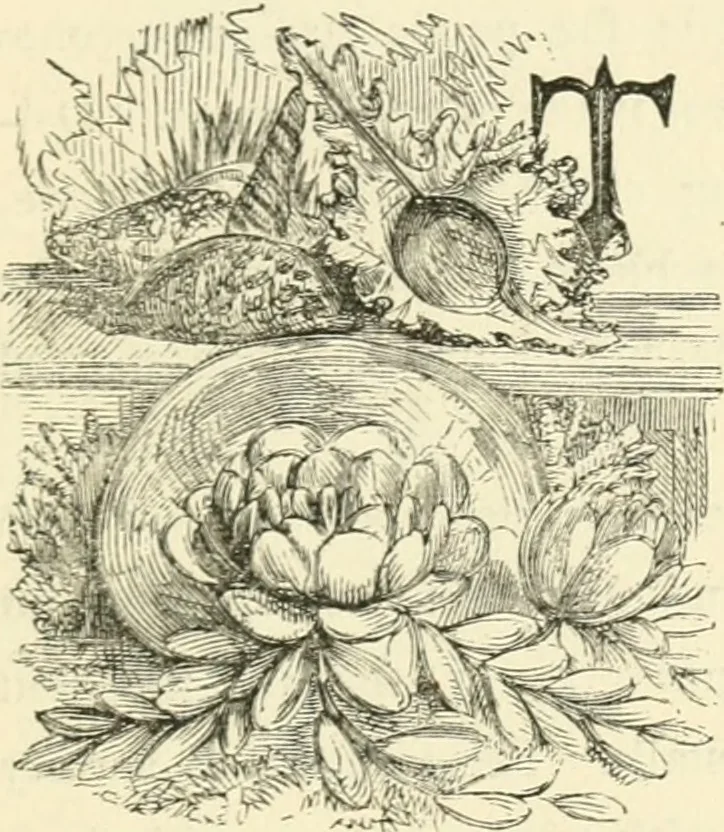 An illustration from Art recreations : being a complete guide to pencil drawing, oil painting ... moss work, papier mache...wax work, shell work...enamel painting, etc., 1871, leaf 306