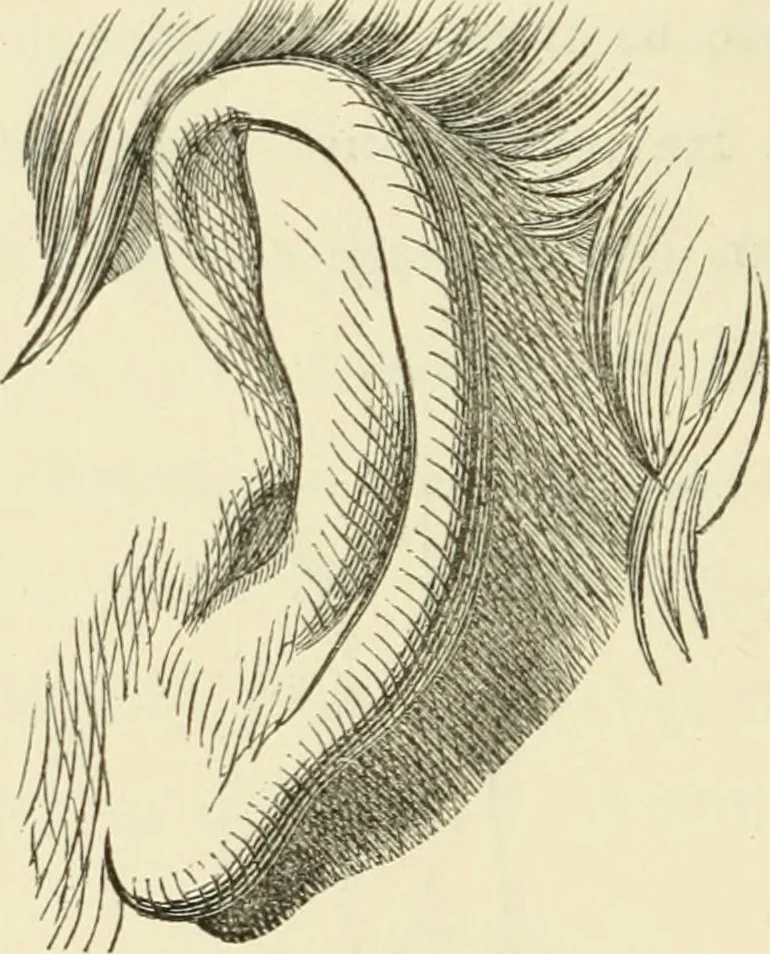 An illustration from Art recreations : being a complete guide to pencil drawing, oil painting ... moss work, papier mache...wax work, shell work...enamel painting, etc., 1871, leaf 31