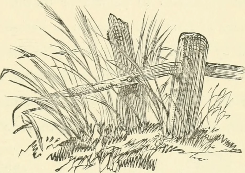An illustration from Art recreations : being a complete guide to pencil drawing, oil painting ... moss work, papier mache...wax work, shell work...enamel painting, etc., 1871, leaf 34