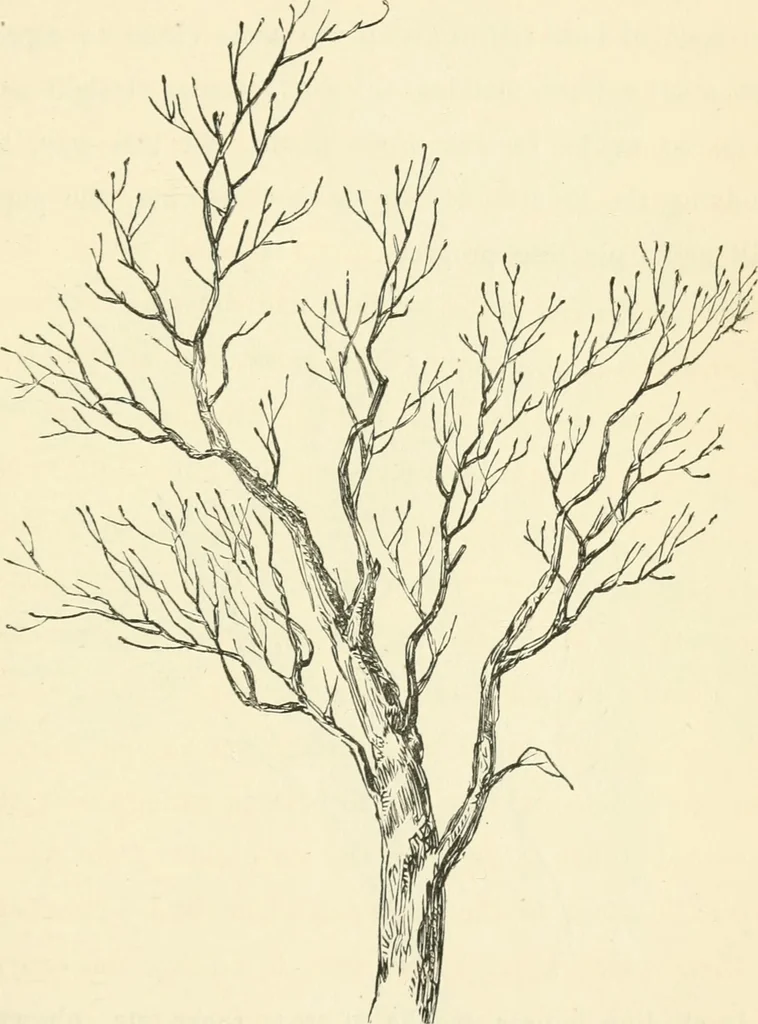 An illustration from Art recreations : being a complete guide to pencil drawing, oil painting ... moss work, papier mache...wax work, shell work...enamel painting, etc., 1871, leaf 52