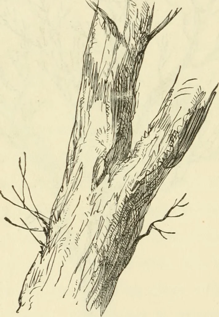 An illustration from Art recreations : being a complete guide to pencil drawing, oil painting ... moss work, papier mache...wax work, shell work...enamel painting, etc., 1871, leaf 53