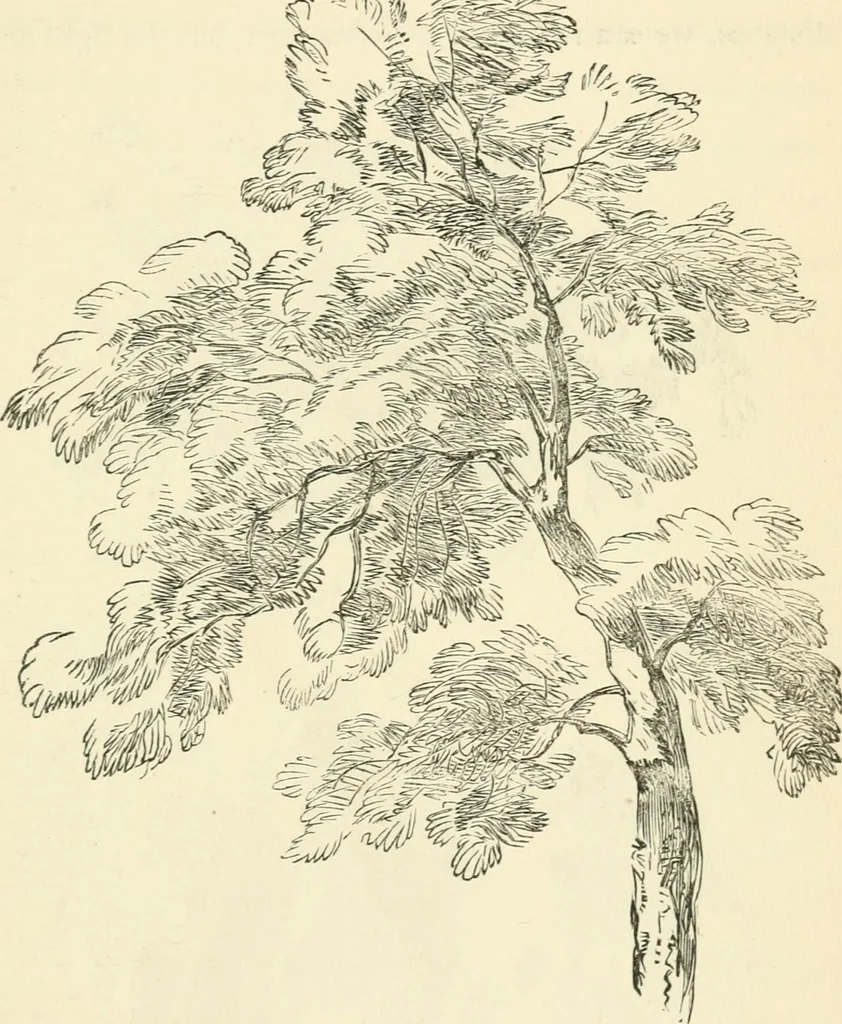 An illustration from Art recreations : being a complete guide to pencil drawing, oil painting ... moss work, papier mache...wax work, shell work...enamel painting, etc., 1871, leaf 54