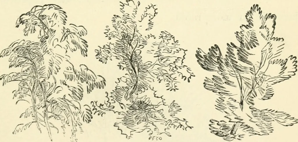 An illustration from Art recreations : being a complete guide to pencil drawing, oil painting ... moss work, papier mache...wax work, shell work...enamel painting, etc., 1871, leaf 56