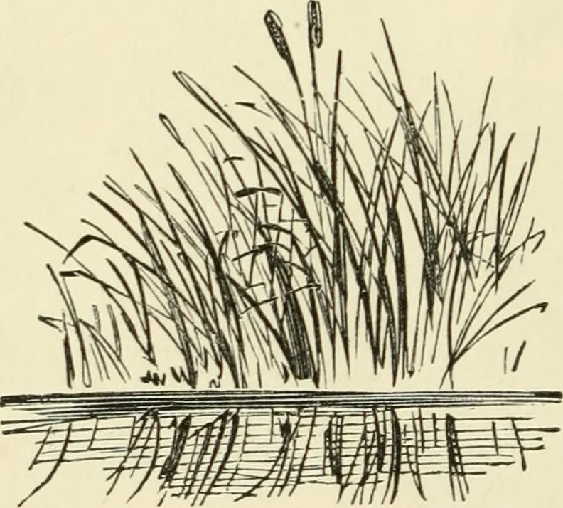 An illustration from Art recreations : being a complete guide to pencil drawing, oil painting ... moss work, papier mache...wax work, shell work...enamel painting, etc., 1871, leaf 57
