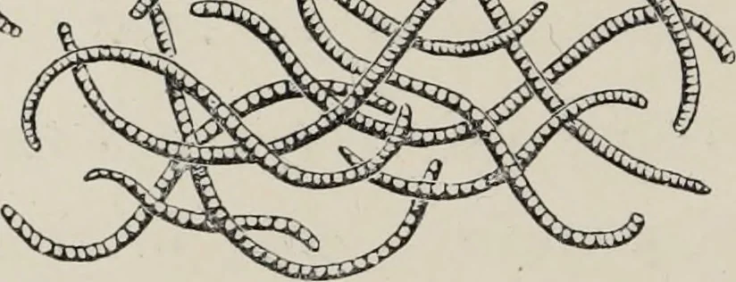 An illustration from Art-studies from nature, as applied to design : for the use of architects, designers, and manufacturers, 1872, leaf 115