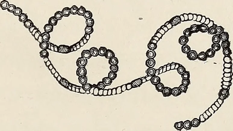 An illustration from Art-studies from nature, as applied to design : for the use of architects, designers, and manufacturers, 1872, leaf 116