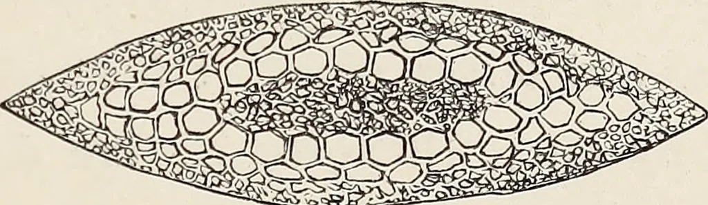 An illustration from Art-studies from nature, as applied to design : for the use of architects, designers, and manufacturers, 1872, leaf 118