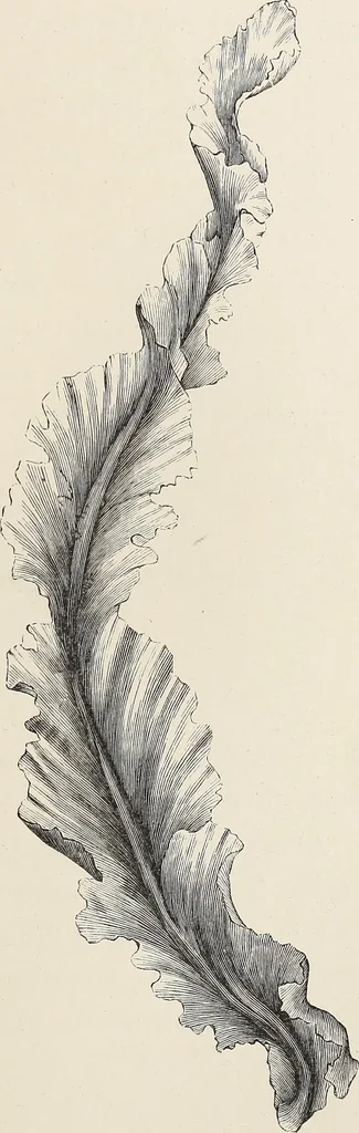 An illustration from Art-studies from nature, as applied to design : for the use of architects, designers, and manufacturers, 1872, leaf 122