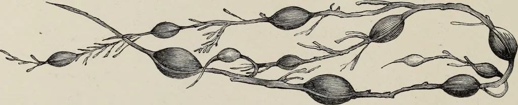 An illustration from Art-studies from nature, as applied to design : for the use of architects, designers, and manufacturers, 1872, leaf 123