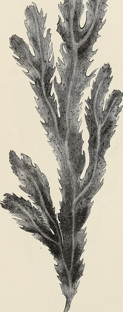 An illustration from Art-studies from nature, as applied to design : for the use of architects, designers, and manufacturers, 1872, leaf 124