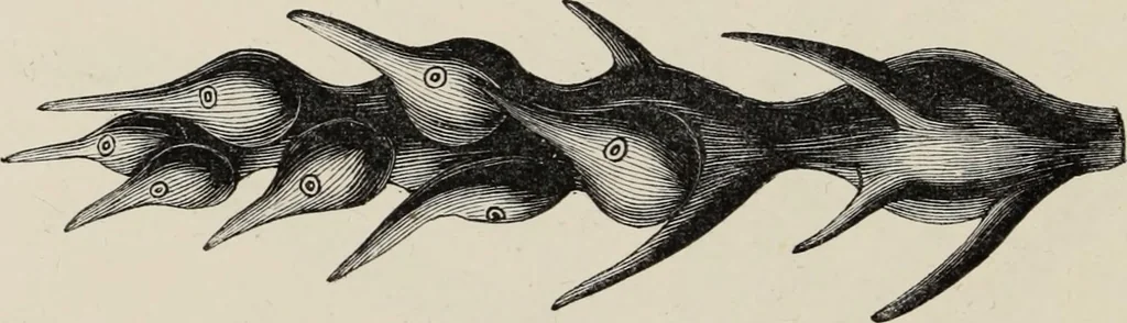 An illustration from Art-studies from nature, as applied to design : for the use of architects, designers, and manufacturers, 1872, leaf 133