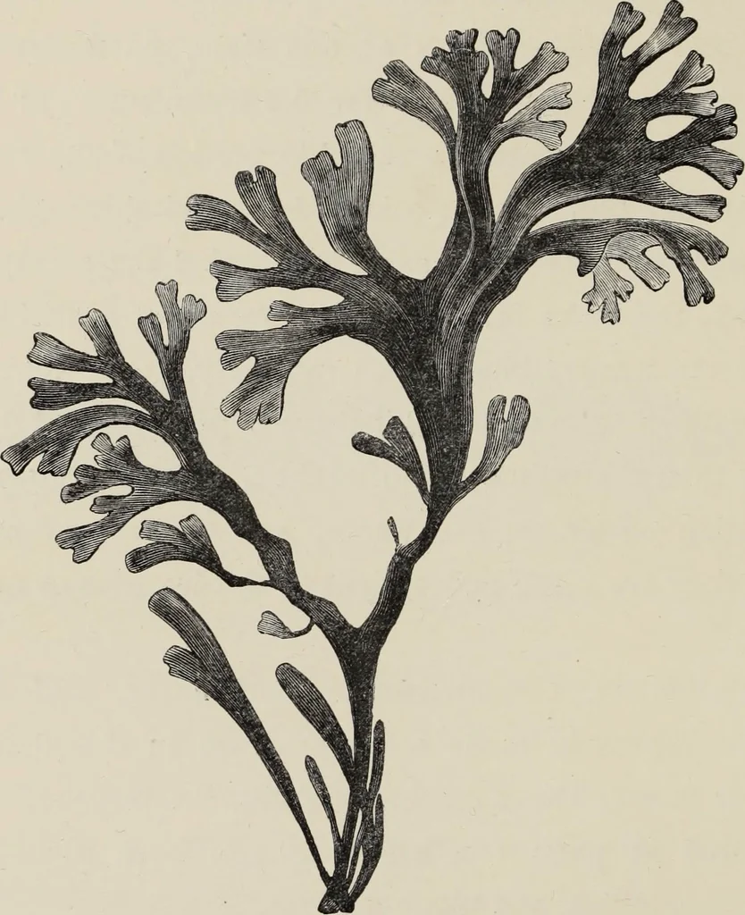An illustration from Art-studies from nature, as applied to design : for the use of architects, designers, and manufacturers, 1872, leaf 135