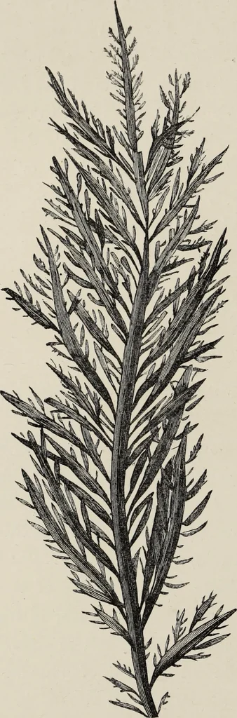 An illustration from Art-studies from nature, as applied to design : for the use of architects, designers, and manufacturers, 1872, leaf 139