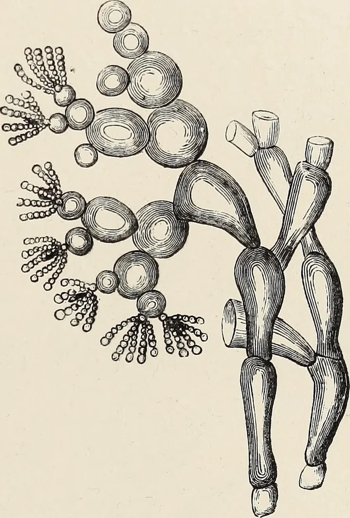 An illustration from Art-studies from nature, as applied to design : for the use of architects, designers, and manufacturers, 1872, leaf 144