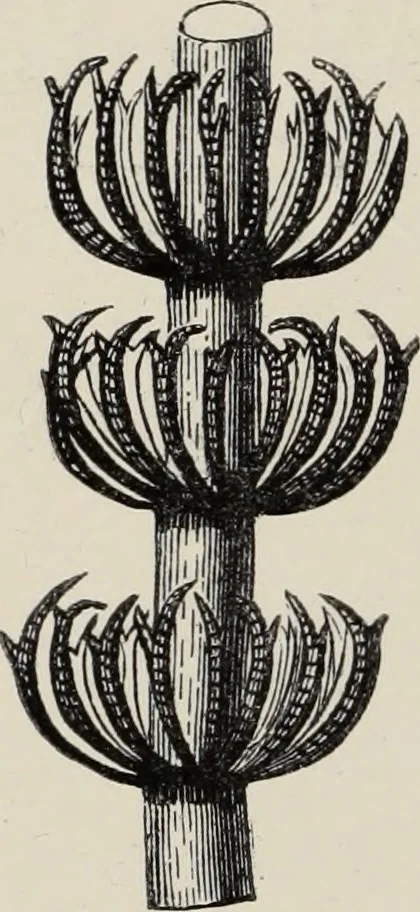 An illustration from Art-studies from nature, as applied to design : for the use of architects, designers, and manufacturers, 1872, leaf 145