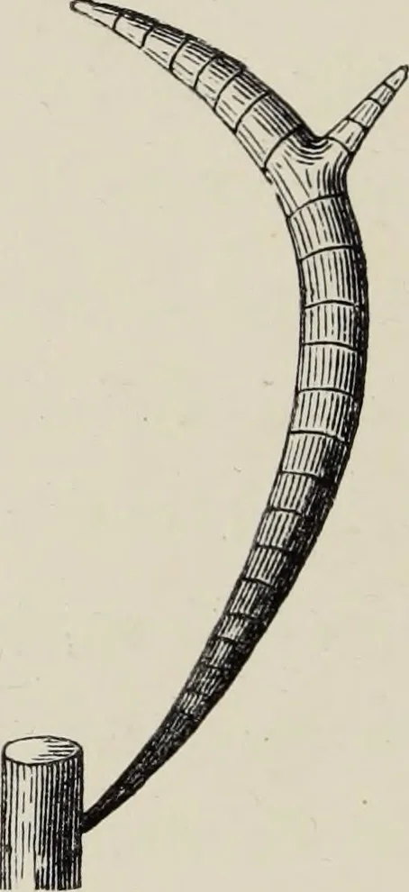 An illustration from Art-studies from nature, as applied to design : for the use of architects, designers, and manufacturers, 1872, leaf 145
