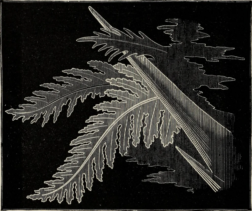 An illustration from Art-studies from nature, as applied to design : for the use of architects, designers, and manufacturers, 1872, leaf 157
