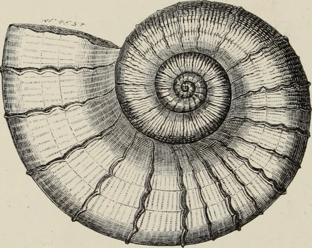 An illustration from Art-studies from nature, as applied to design : for the use of architects, designers, and manufacturers, 1872, leaf 201