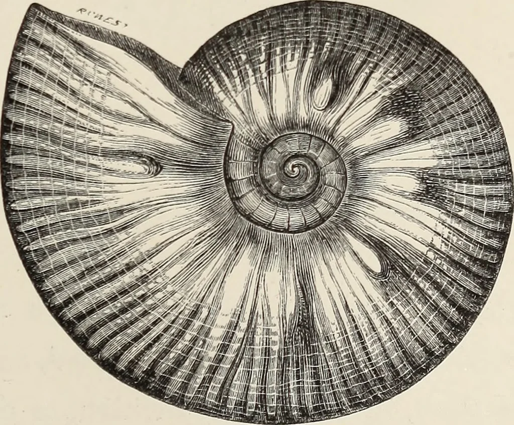 An illustration from Art-studies from nature, as applied to design : for the use of architects, designers, and manufacturers, 1872, leaf 202
