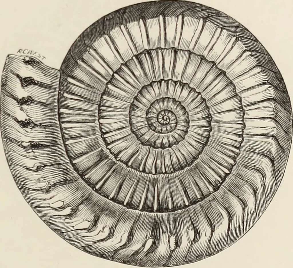 An illustration from Art-studies from nature, as applied to design : for the use of architects, designers, and manufacturers, 1872, leaf 204