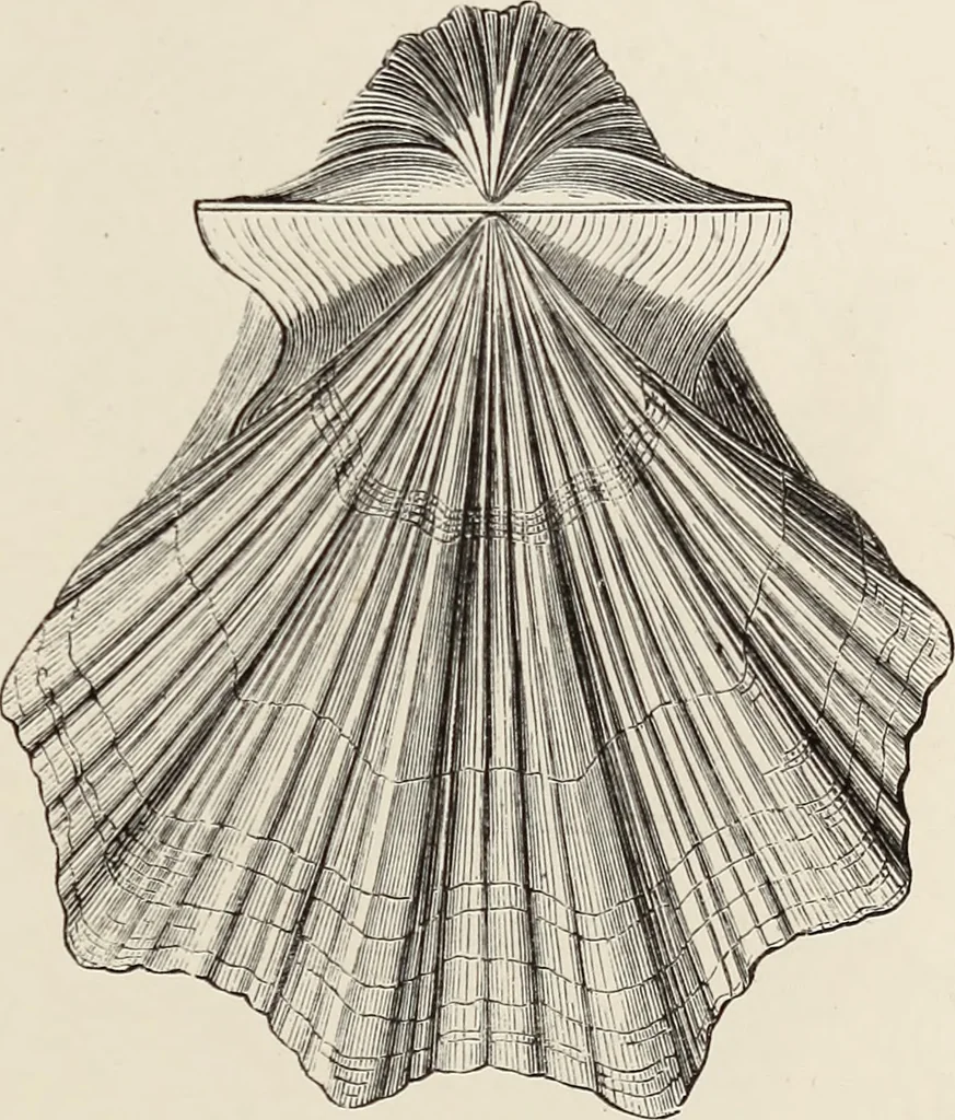 An illustration from Art-studies from nature, as applied to design : for the use of architects, designers, and manufacturers, 1872, leaf 206