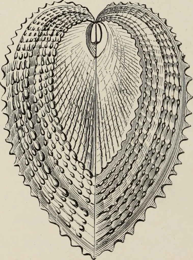 An illustration from Art-studies from nature, as applied to design : for the use of architects, designers, and manufacturers, 1872, leaf 207
