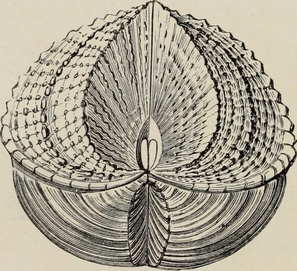 An illustration from Art-studies from nature, as applied to design : for the use of architects, designers, and manufacturers, 1872, leaf 207