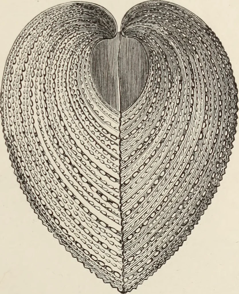 An illustration from Art-studies from nature, as applied to design : for the use of architects, designers, and manufacturers, 1872, leaf 208