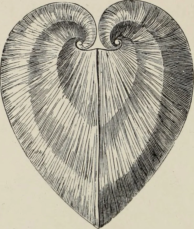 An illustration from Art-studies from nature, as applied to design : for the use of architects, designers, and manufacturers, 1872, leaf 209