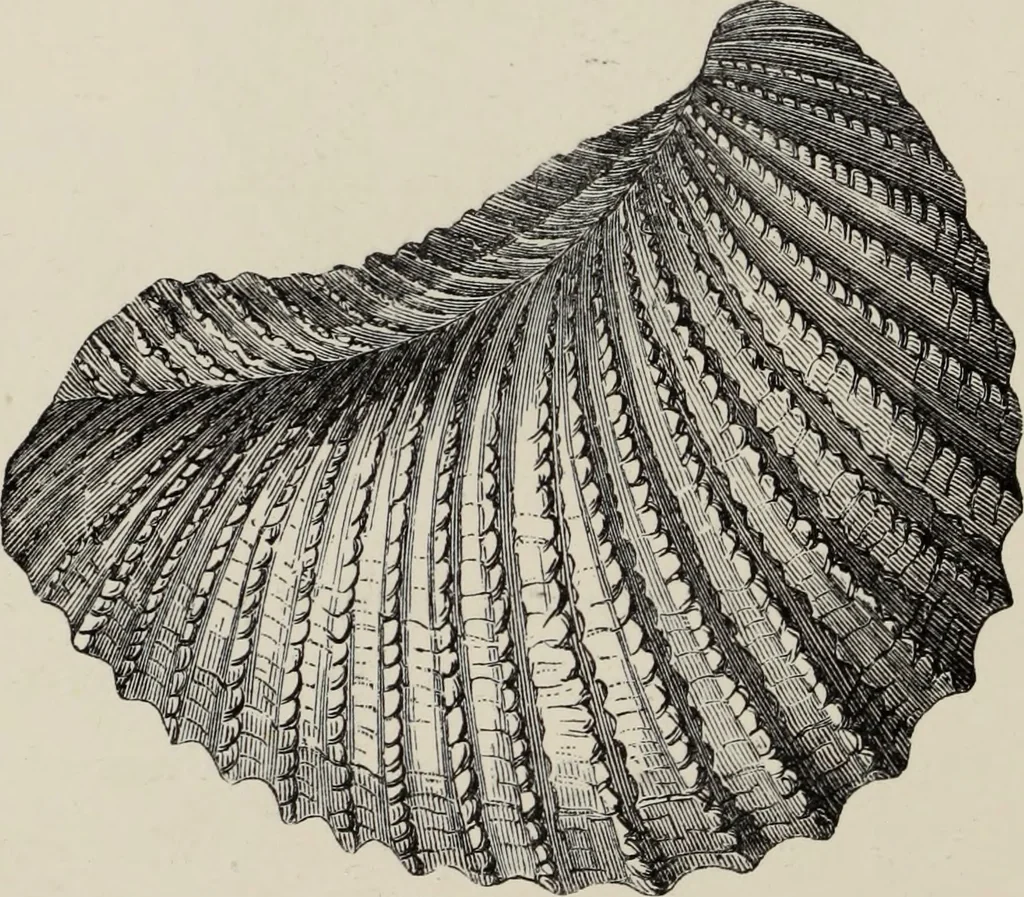 An illustration from Art-studies from nature, as applied to design : for the use of architects, designers, and manufacturers, 1872, leaf 209