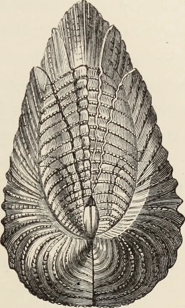 An illustration from Art-studies from nature, as applied to design : for the use of architects, designers, and manufacturers, 1872, leaf 210