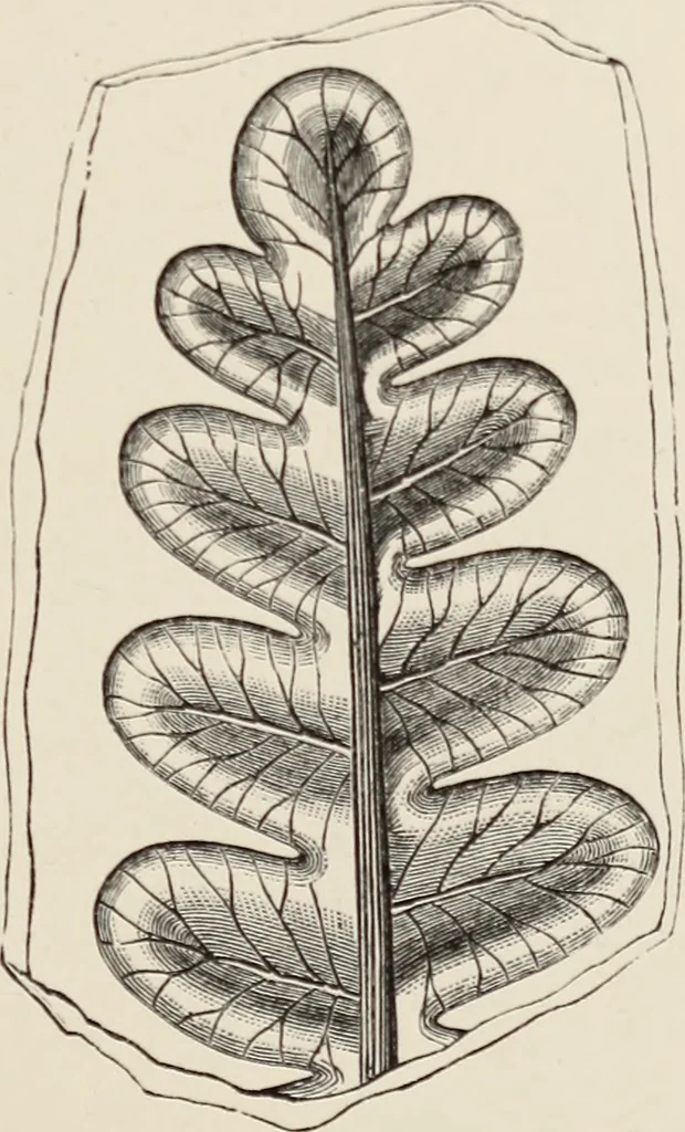 An illustration from Art-studies from nature, as applied to design : for the use of architects, designers, and manufacturers, 1872, leaf 214