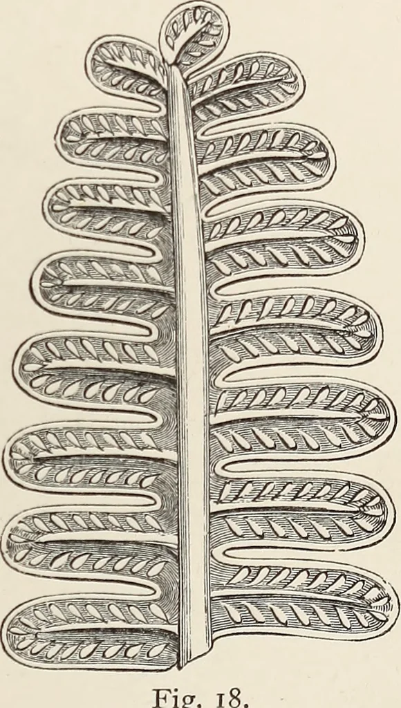 An illustration from Art-studies from nature, as applied to design : for the use of architects, designers, and manufacturers, 1872, leaf 214
