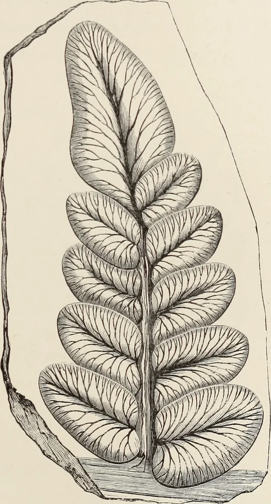 An illustration from Art-studies from nature, as applied to design : for the use of architects, designers, and manufacturers, 1872, leaf 216
