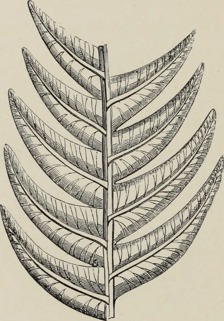 An illustration from Art-studies from nature, as applied to design : for the use of architects, designers, and manufacturers, 1872, leaf 217