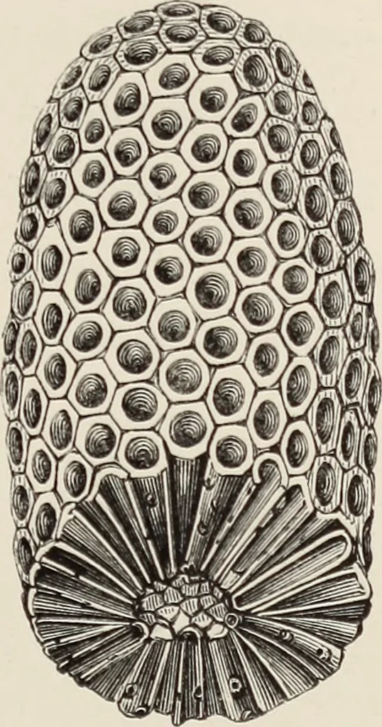 An illustration from Art-studies from nature, as applied to design : for the use of architects, designers, and manufacturers, 1872, leaf 220