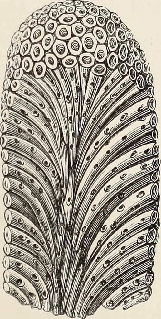 An illustration from Art-studies from nature, as applied to design : for the use of architects, designers, and manufacturers, 1872, leaf 220