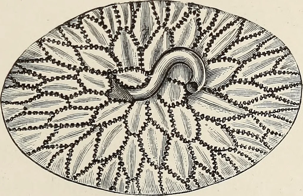An illustration from Art-studies from nature, as applied to design : for the use of architects, designers, and manufacturers, 1872, leaf 220