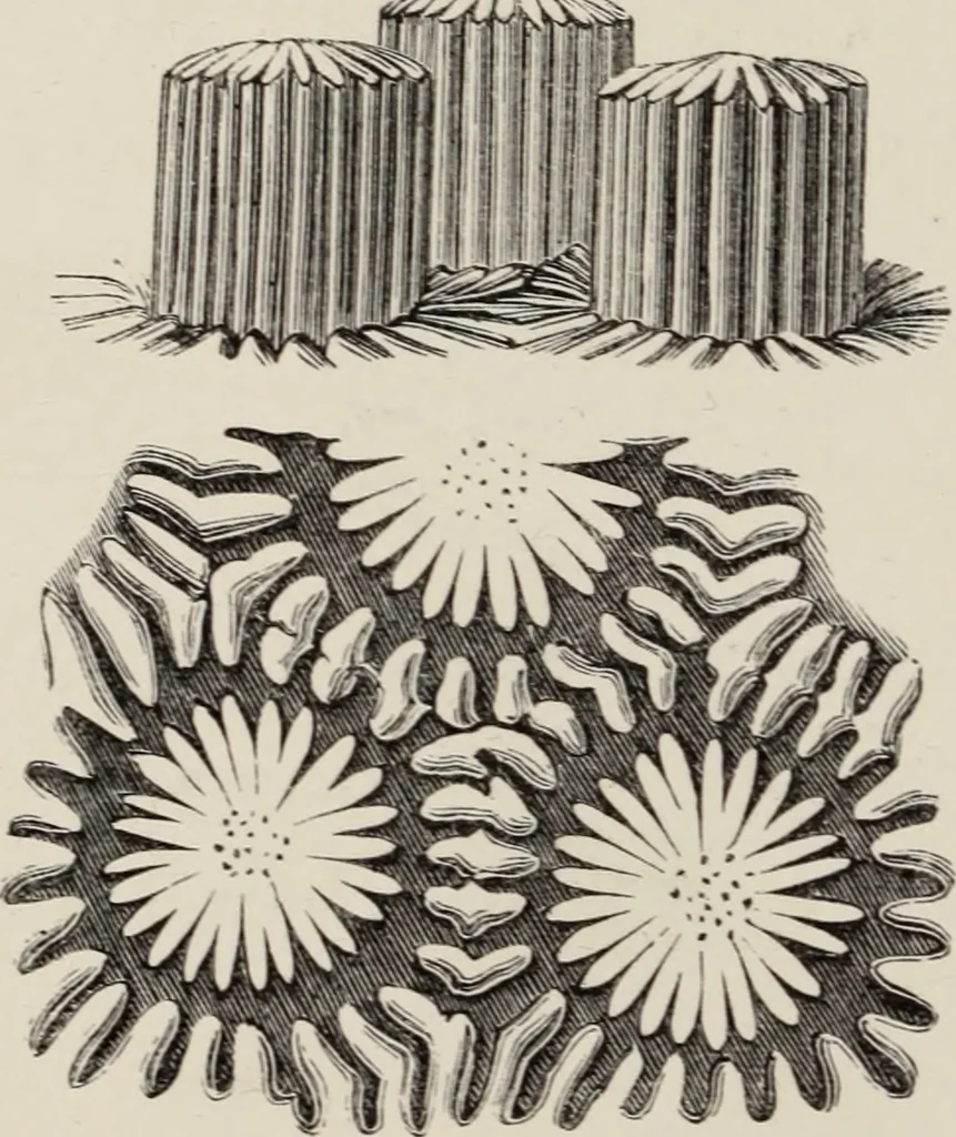An illustration from Art-studies from nature, as applied to design : for the use of architects, designers, and manufacturers, 1872, leaf 221