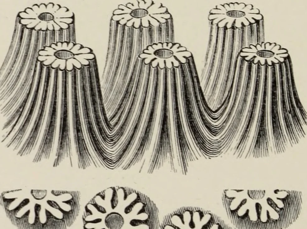 An illustration from Art-studies from nature, as applied to design : for the use of architects, designers, and manufacturers, 1872, leaf 221