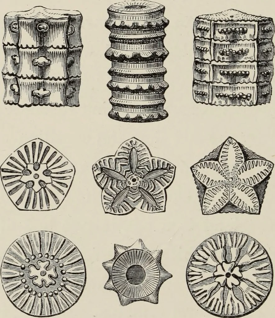 An illustration from Art-studies from nature, as applied to design : for the use of architects, designers, and manufacturers, 1872, leaf 223
