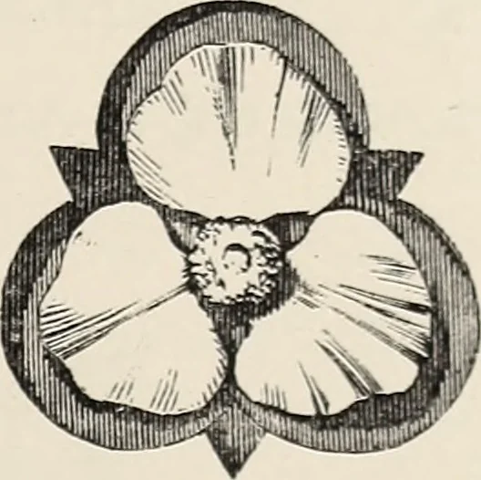 An illustration from Art-studies from nature, as applied to design : for the use of architects, designers, and manufacturers, 1872, leaf 28