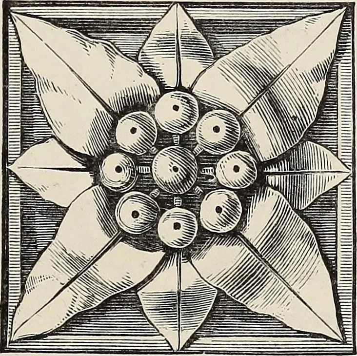An illustration from Art-studies from nature, as applied to design : for the use of architects, designers, and manufacturers, 1872, leaf 78