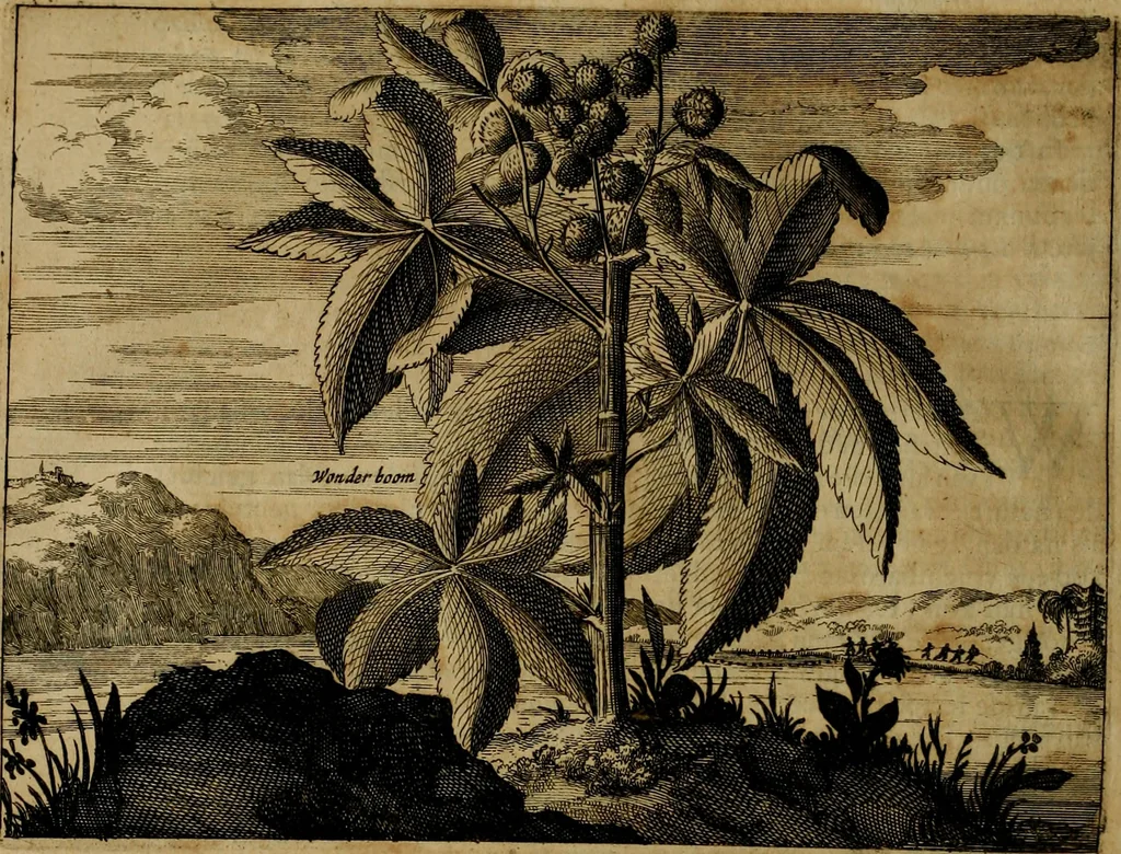 An illustration from Asia, of, Naukeurige beschryving van het rijk des Grooten Mogols, en een groot gedeelte van Indien ..., 1672, leaf 591