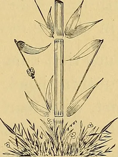 An illustration from Astrea : or, Goddess of justice, 1881, leaf 32